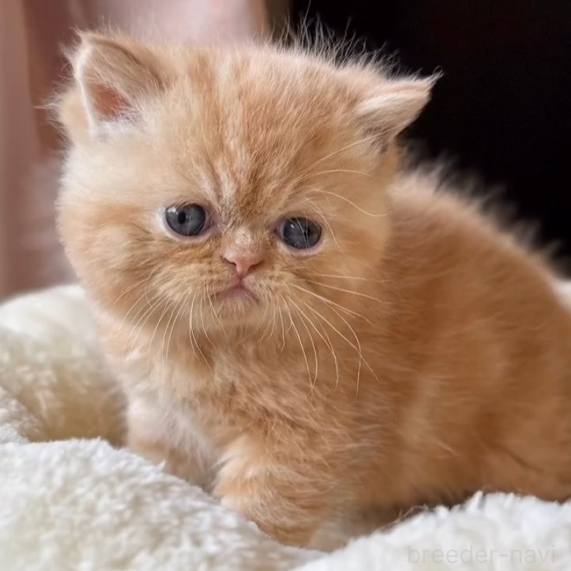 販売中の兵庫県のエキゾチックショートヘア-138083の4枚目