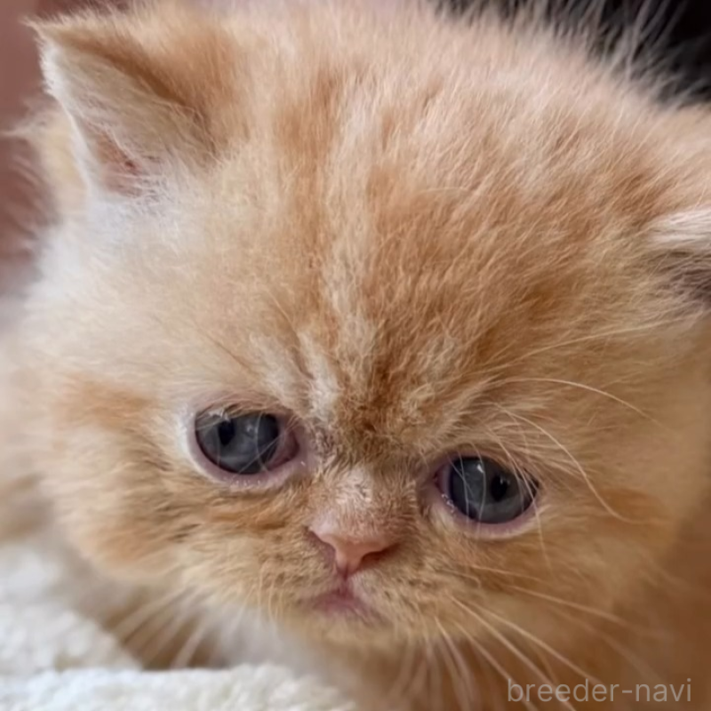 販売中の兵庫県のエキゾチックショートヘア-138083の3枚目