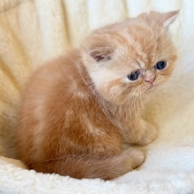 販売中の兵庫県のエキゾチックショートヘア-138083の2枚目