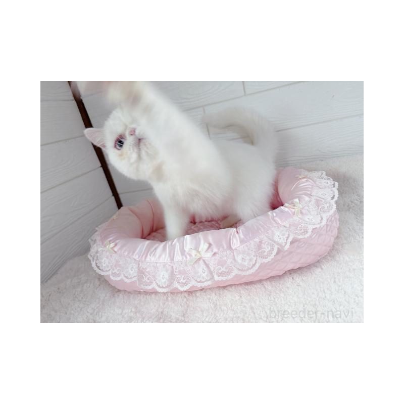 販売中の大阪府のエキゾチックショートヘア-138084の3枚目