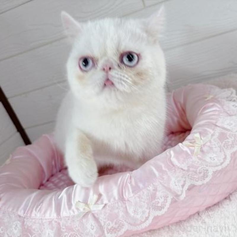 販売中の大阪府のエキゾチックショートヘア-138084