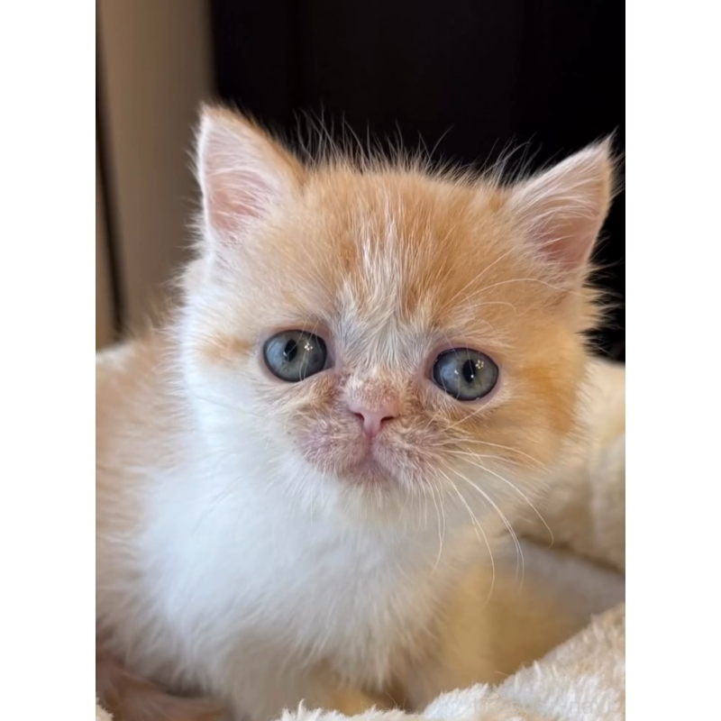 販売中の兵庫県のエキゾチックショートヘア-138085の7枚目