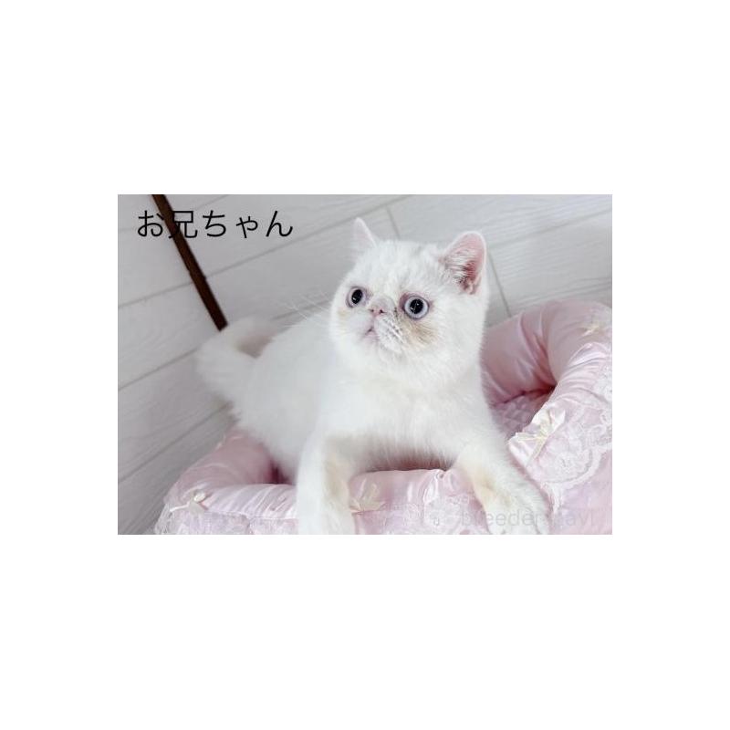 販売中の大阪府のエキゾチックショートヘア-138084の2枚目