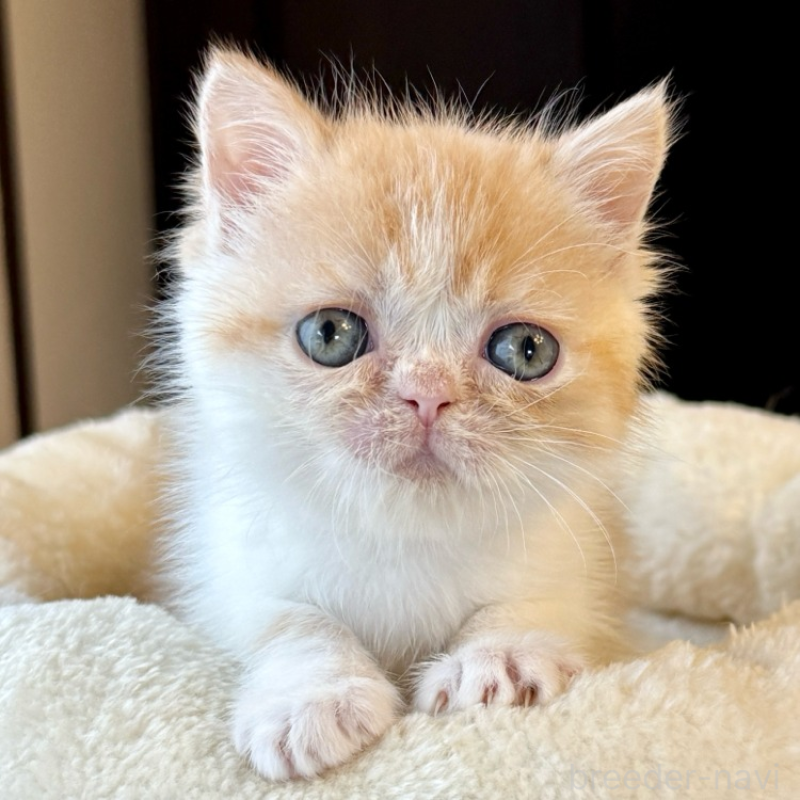 販売中の兵庫県のエキゾチックショートヘア-138085の1枚目