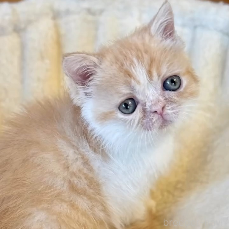 販売中の兵庫県のエキゾチックショートヘア-138085の6枚目