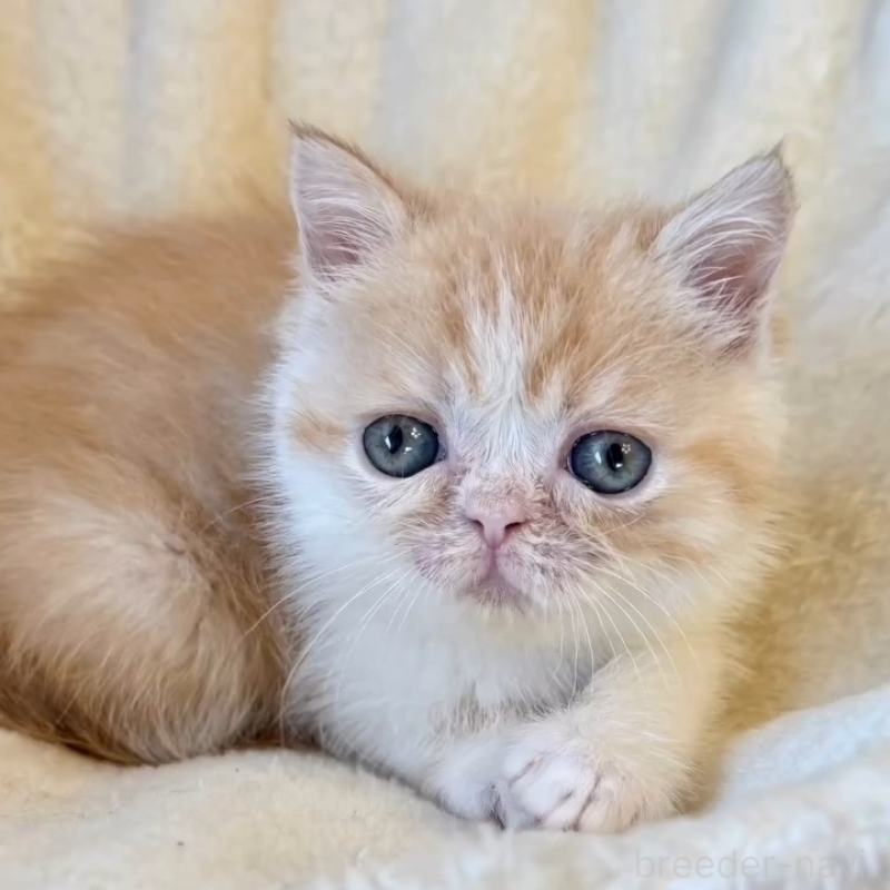 販売中の兵庫県のエキゾチックショートヘア-138085の5枚目