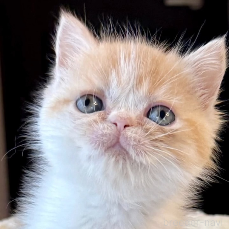 販売中の兵庫県のエキゾチックショートヘア-138085の4枚目