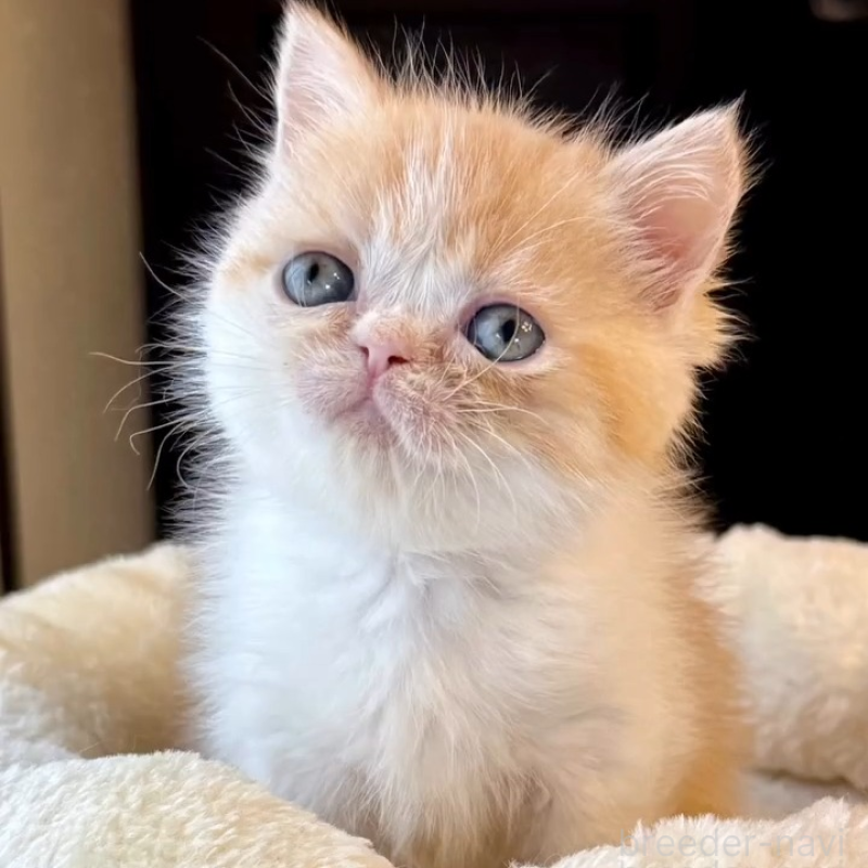 販売中の兵庫県のエキゾチックショートヘア-138085の3枚目