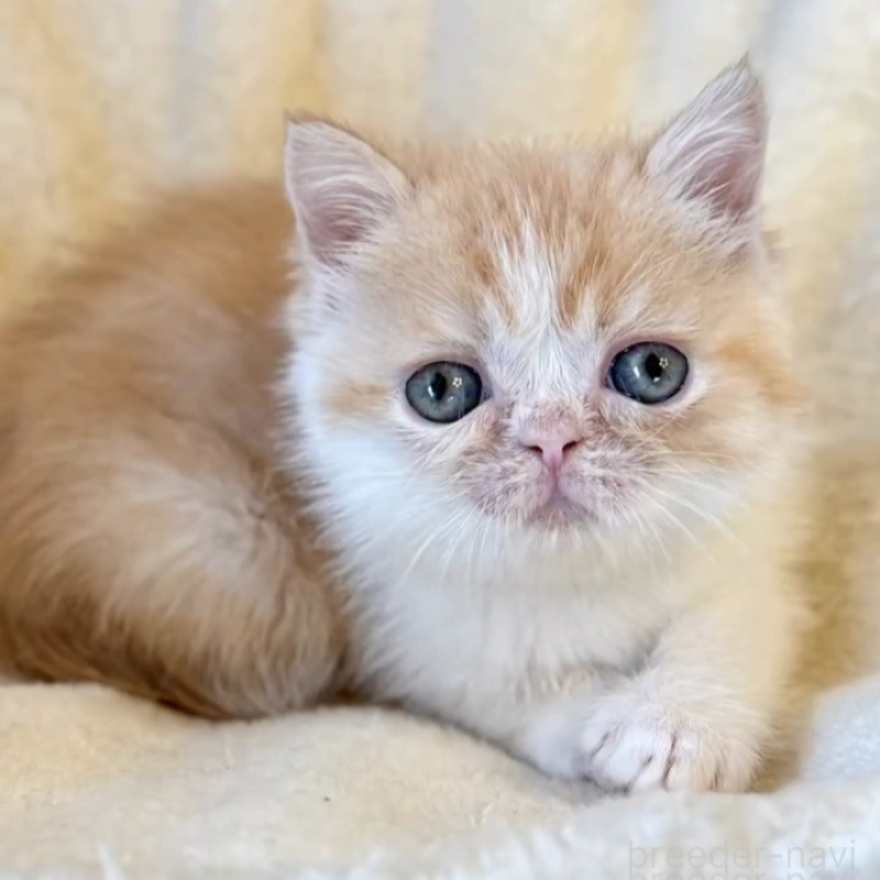 販売中の兵庫県のエキゾチックショートヘア-138085の2枚目