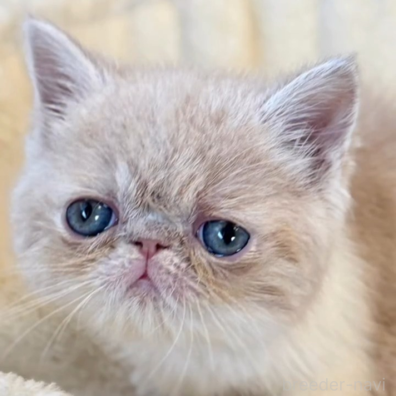 販売中の兵庫県のエキゾチックショートヘア-138086の1枚目