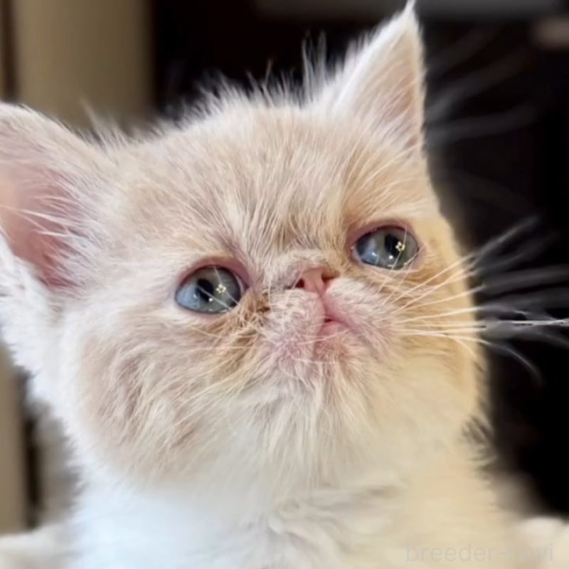 販売中の兵庫県のエキゾチックショートヘア-138086の6枚目