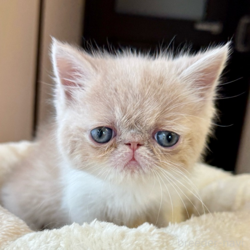 販売中の兵庫県のエキゾチックショートヘア-138086の5枚目