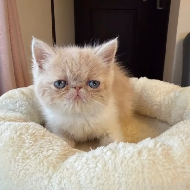 販売中の兵庫県のエキゾチックショートヘア-138086の4枚目