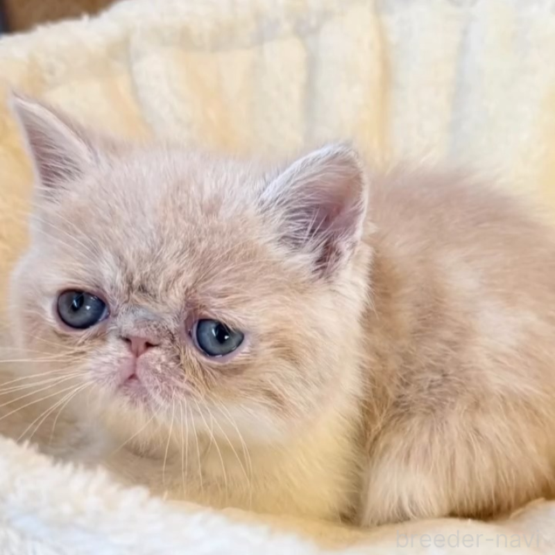 販売中の兵庫県のエキゾチックショートヘア-138086の3枚目