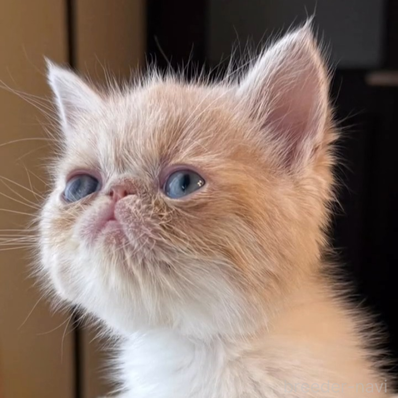 販売中の兵庫県のエキゾチックショートヘア-138086の2枚目