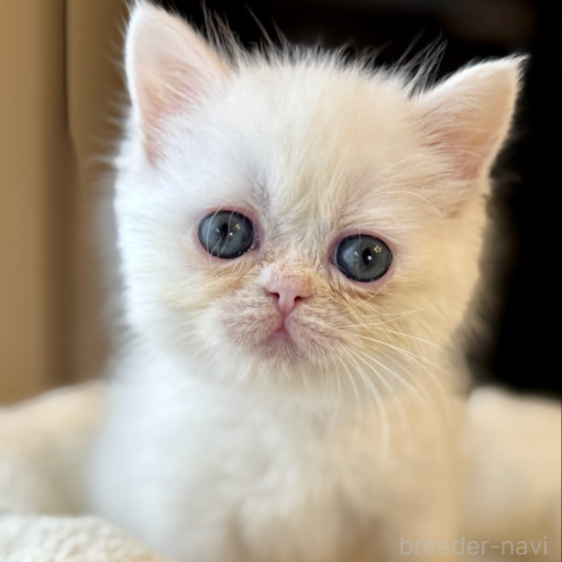 販売中の兵庫県のエキゾチックショートヘア-138087の8枚目