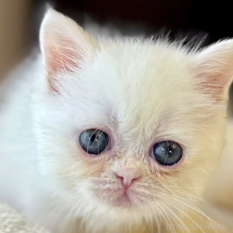 販売中の兵庫県のエキゾチックショートヘア-138087の7枚目