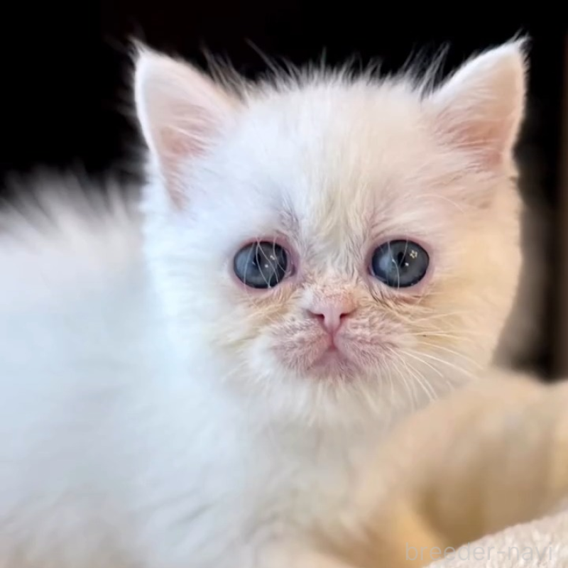 販売中の兵庫県のエキゾチックショートヘア-138087の6枚目