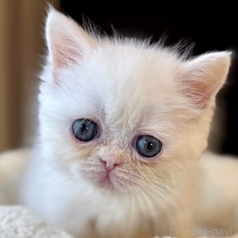 販売中の兵庫県のエキゾチックショートヘア-138087の5枚目