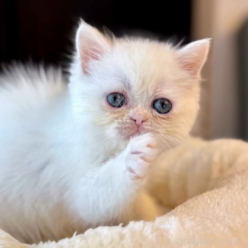 販売中の兵庫県のエキゾチックショートヘア-138087の4枚目