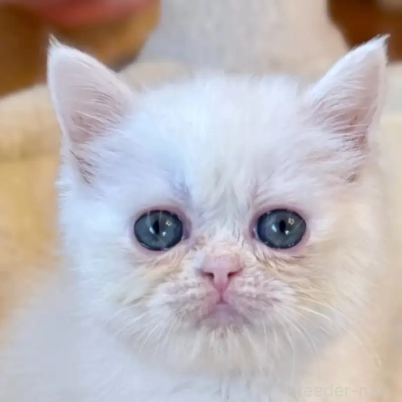 販売中の兵庫県のエキゾチックショートヘア-138087