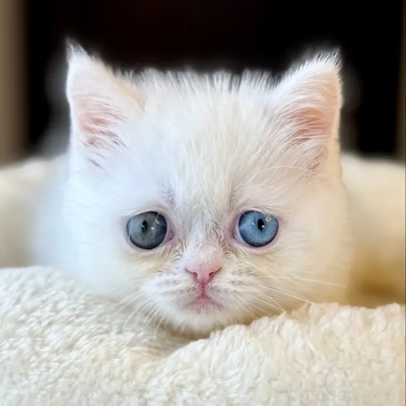 販売中の兵庫県のエキゾチックショートヘア-138088