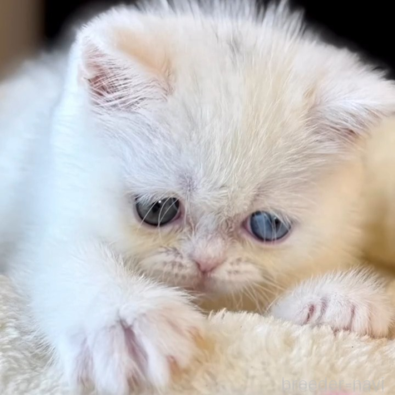 販売中の兵庫県のエキゾチックショートヘア-138088の8枚目