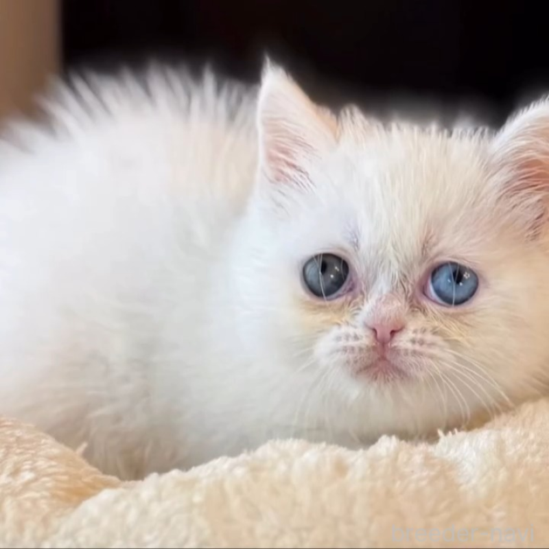 販売中の兵庫県のエキゾチックショートヘア-138088の7枚目