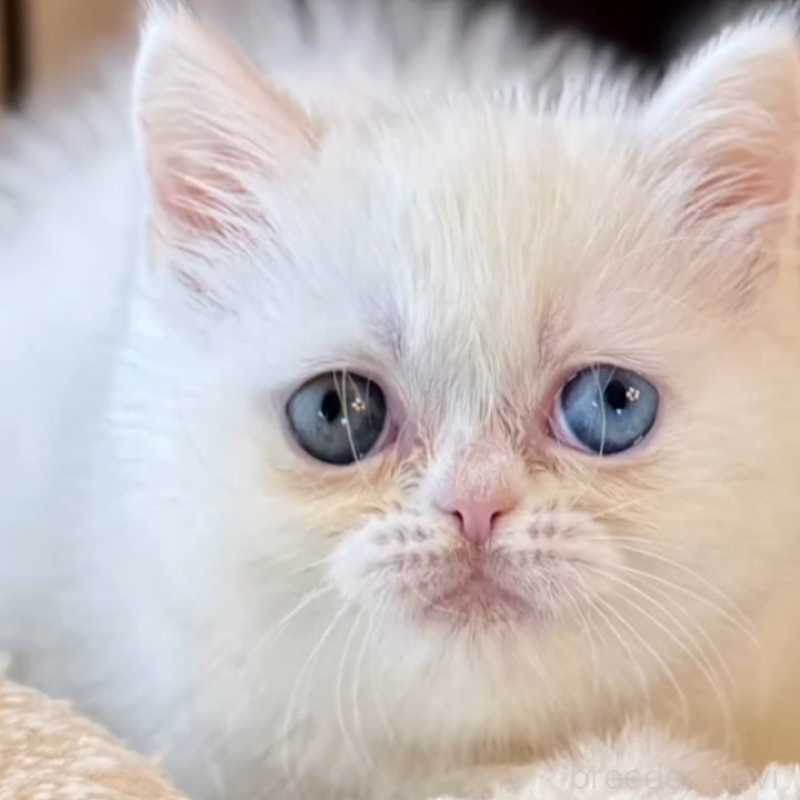 販売中の兵庫県のエキゾチックショートヘア-138088の6枚目