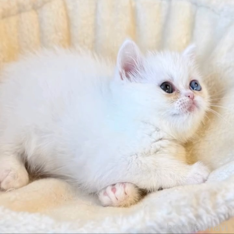 販売中の兵庫県のエキゾチックショートヘア-138088の5枚目