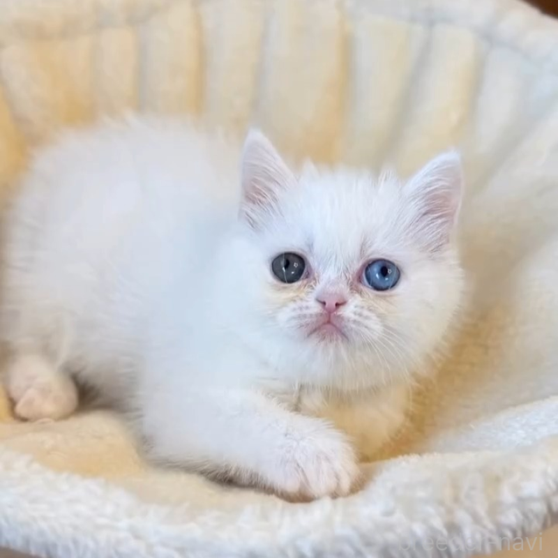 販売中の兵庫県のエキゾチックショートヘア-138088の4枚目