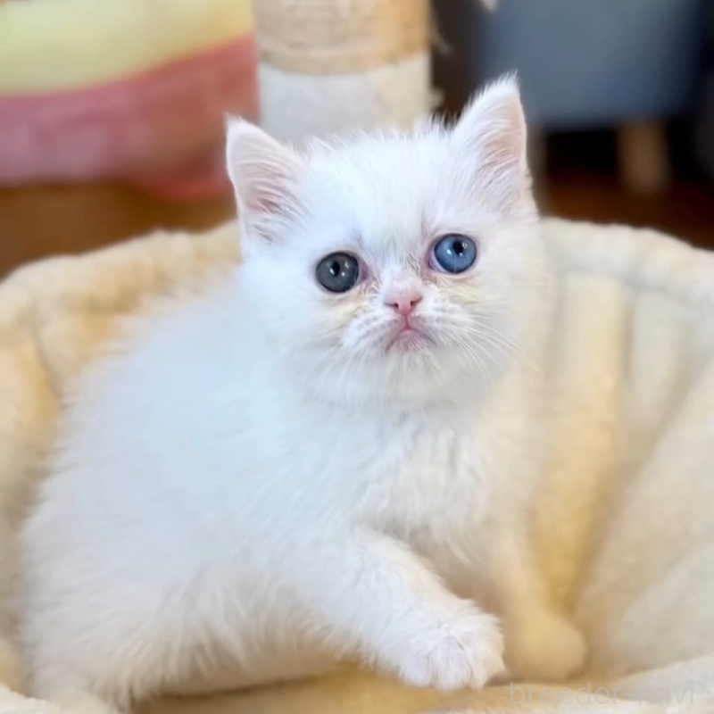 販売中の兵庫県のエキゾチックショートヘア-138088の3枚目