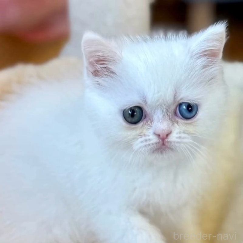 販売中の兵庫県のエキゾチックショートヘア-138088の2枚目