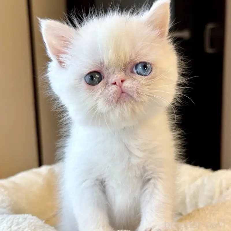 販売中の兵庫県のエキゾチックショートヘア-138089の1枚目