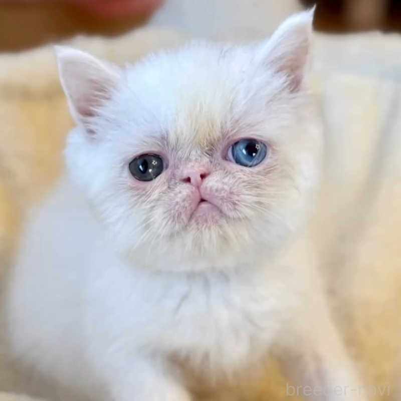 販売中の兵庫県のエキゾチックショートヘア-138089の5枚目