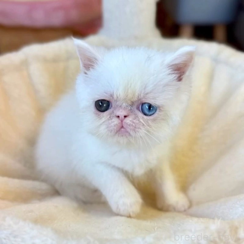 販売中の兵庫県のエキゾチックショートヘア-138089の4枚目