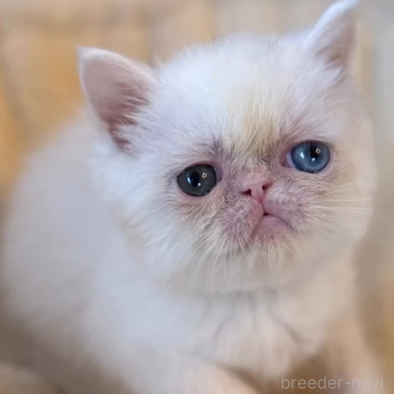 販売中の兵庫県のエキゾチックショートヘア-138089の3枚目