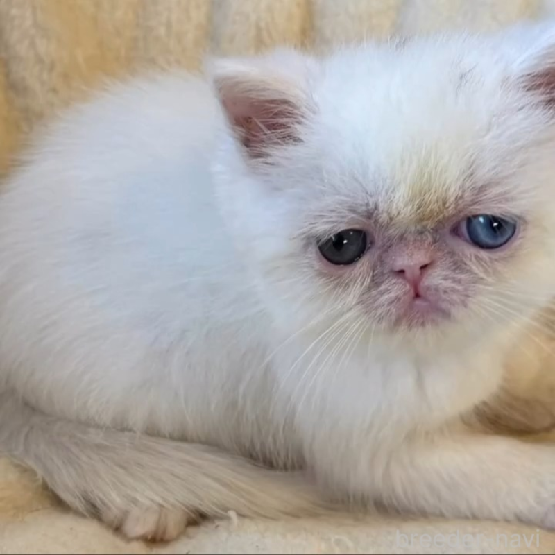 販売中の兵庫県のエキゾチックショートヘア-138089の2枚目