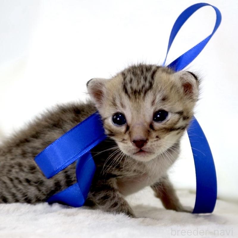 販売中の栃木県のベンガル-138090の10枚目