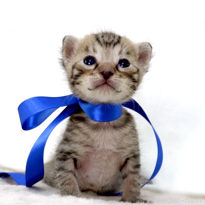 販売中の栃木県のベンガル-138090の9枚目