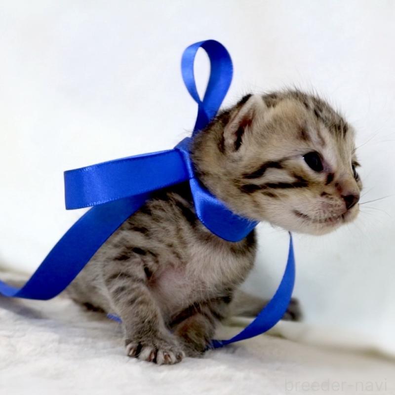 販売中の栃木県のベンガル-138090の8枚目