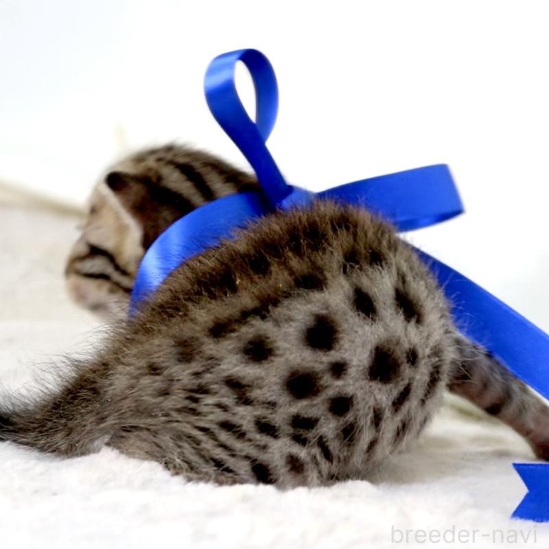 販売中の栃木県のベンガル-138090の7枚目