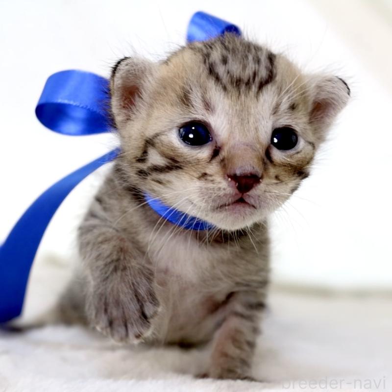 販売中の栃木県のベンガル-138090の5枚目