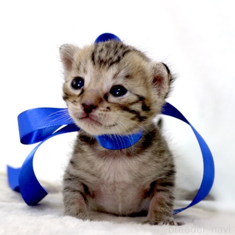 販売中の栃木県のベンガル-138090の3枚目