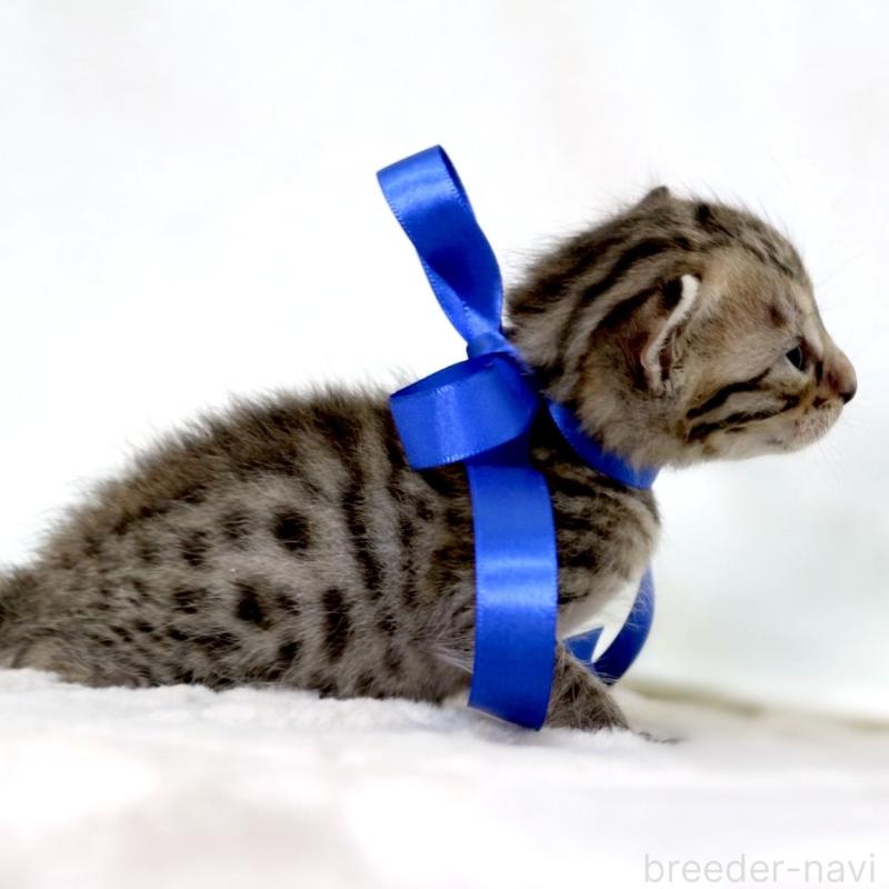 販売中の栃木県のベンガル-138090の2枚目