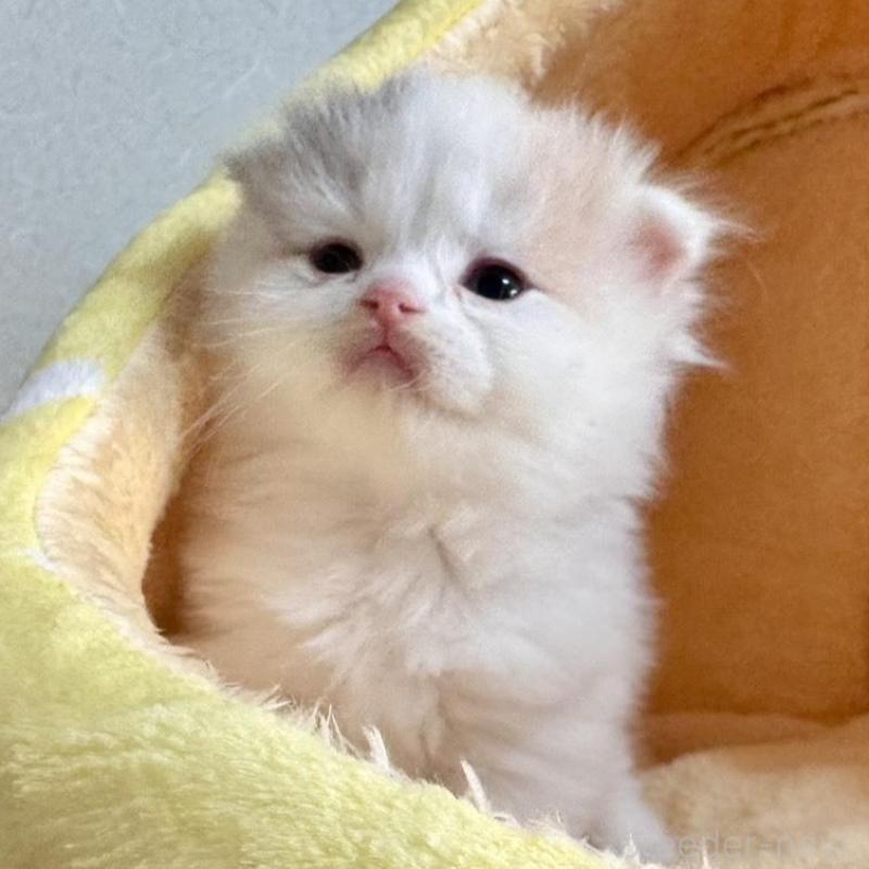 販売中の三重県のスコティッシュフォールド(折れ耳)-138091の4枚目