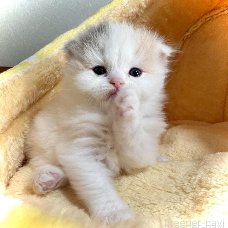 販売中の三重県のスコティッシュフォールド(折れ耳)-138091の3枚目