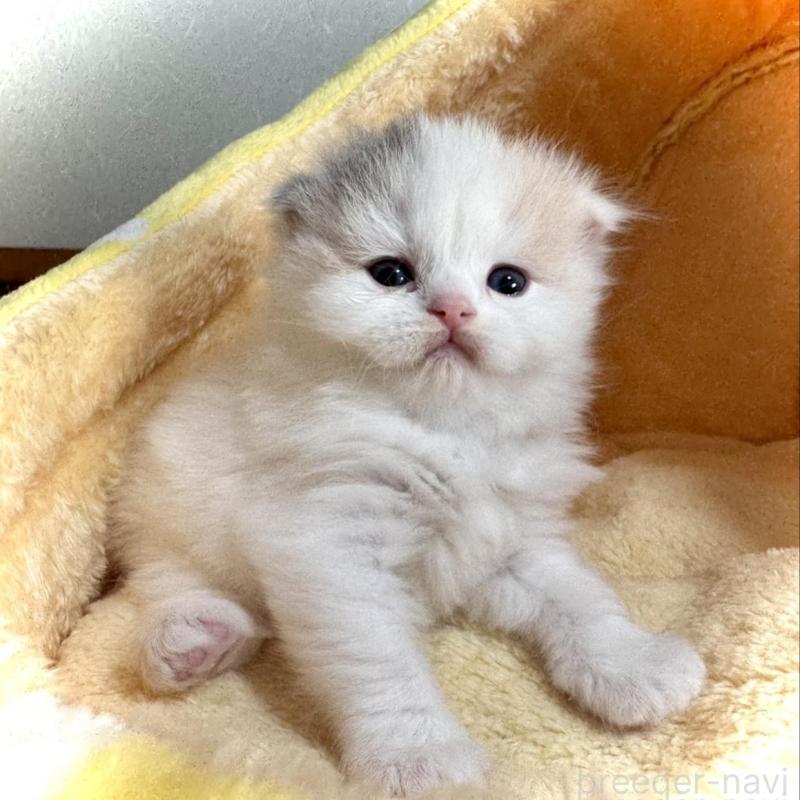 販売中の三重県のスコティッシュフォールド(折れ耳)-138091の1枚目