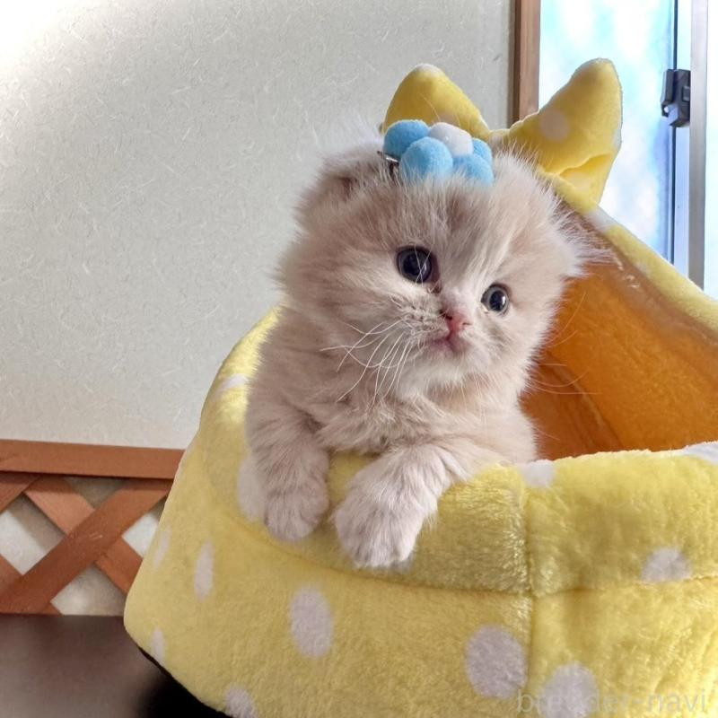 販売中の三重県のスコティッシュフォールド(折れ耳)-138092の4枚目