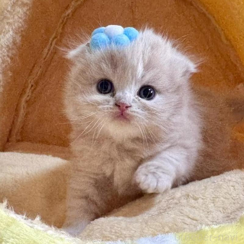 販売中の三重県のスコティッシュフォールド(折れ耳)-138092の3枚目